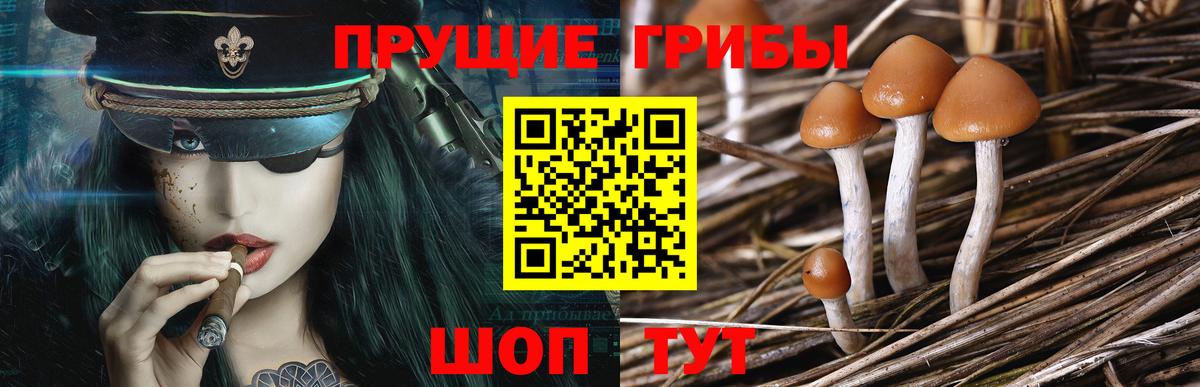 Псилоцибиновые грибы MAGIC MUSHROOMS  Вход с VPN  Ростов-на-Дону 